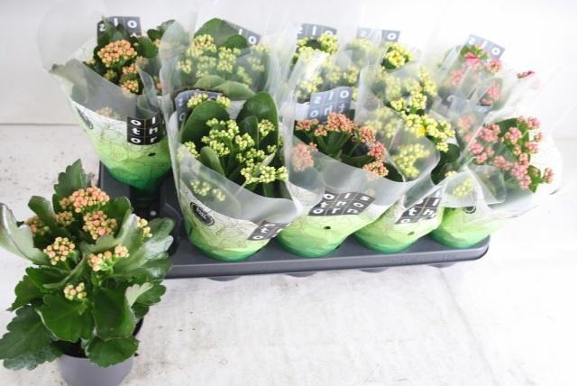 <h4>KALAN CALAN MIX P12</h4>