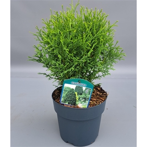 Thuja occ. 'Tiny Tim'