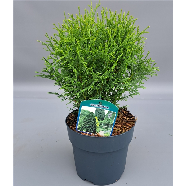 <h4>Thuja occ. 'Tiny Tim'</h4>