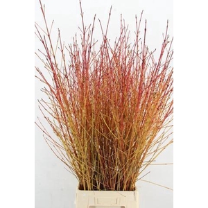 CORNUS SA WINTER BEAUTY PER STEM 120CM