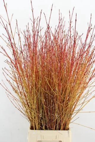 <h4>CORNUS SA WINTER BEAUTY PER STEM 120CM</h4>