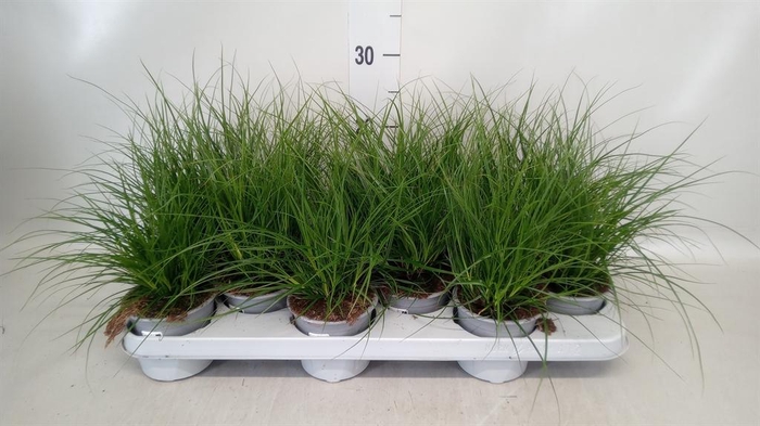 <h4>Carex brunnea</h4>