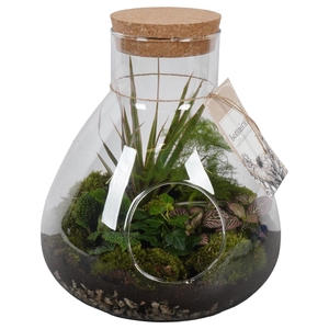 PTGIG2158 Arrangement Greens in glass in glazen terrarium