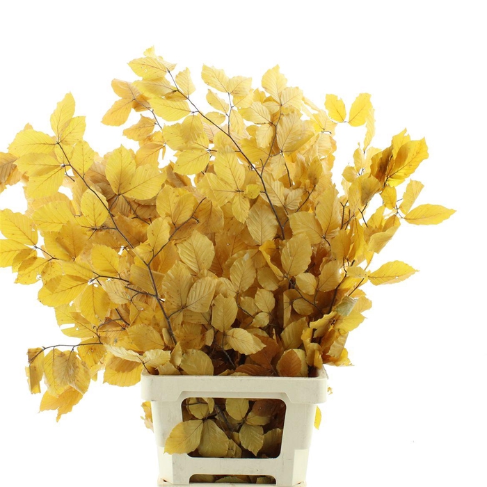 <h4>Pres Beech Leafs Yellow</h4>