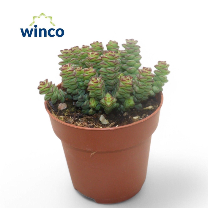 <h4>Crassula Marneriana</h4>