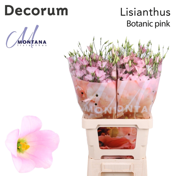 Lisianthus Botanic pink 70cm