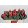 Protea Grandiceps