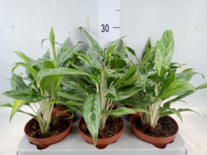 <h4>Aglaonema  'Greyhound'</h4>