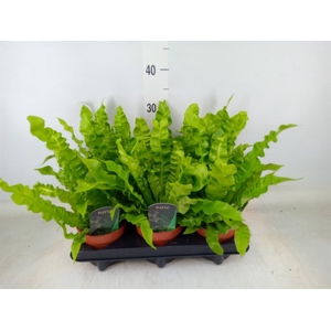 Asplenium nidus 'Crispy Wave'