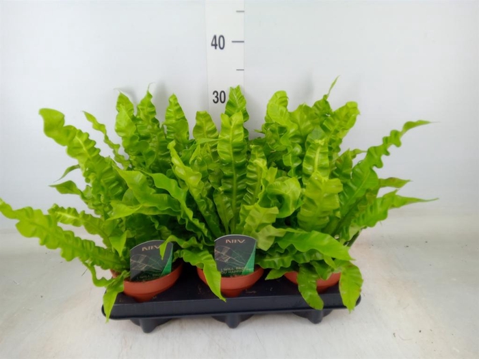 <h4>Asplenium nidus 'Crispy Wave'</h4>