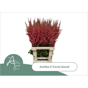 ASTIL C CORAL ISLAND