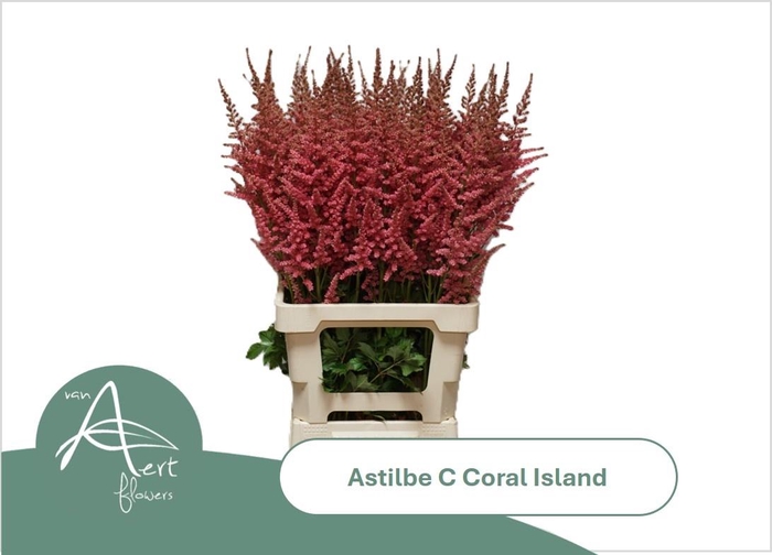 <h4>ASTIL C CORAL ISLAND</h4>