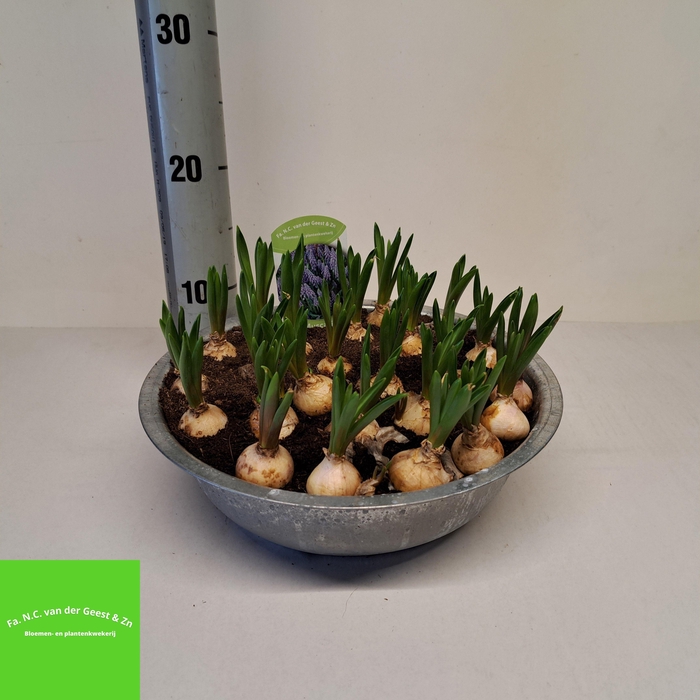 <h4>MUSCAR BIG SMILE</h4>