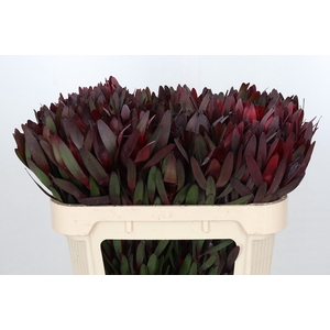 Leucadendron Saf Sunset Dark R.