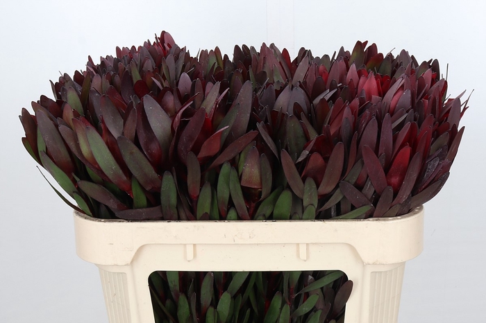 <h4>Leucadendron Saf Sunset Dark R.</h4>