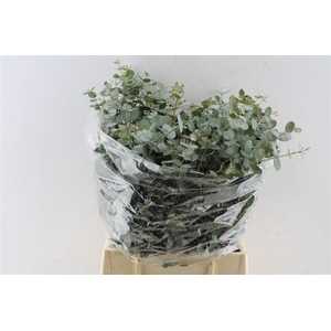 Euca Gunnii Short 150 Gram
