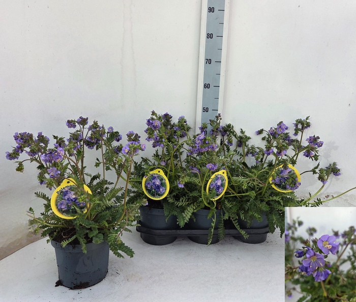 <h4>POLEM REPTANS</h4>