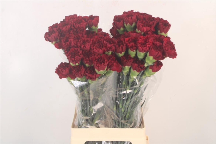 <h4>Di St Zurigo Bordeaux</h4>