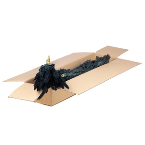 Amaranthus Sb Dark Blue