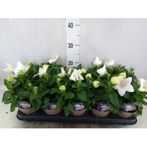 Platycodon grand. 'Astra White'