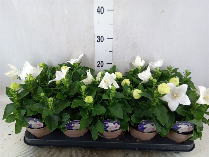 <h4>Platycodon grand. 'Astra White'</h4>