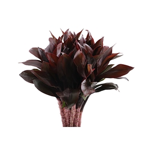 Cordyline Compacta