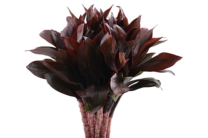 <h4>Cordyline Compacta</h4>