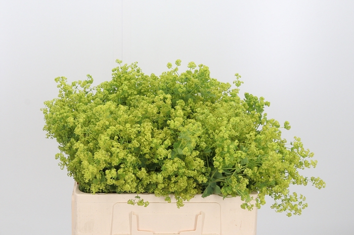 <h4>Alchimella Robusta Extra</h4>