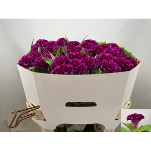 Celosia Mystic Freger