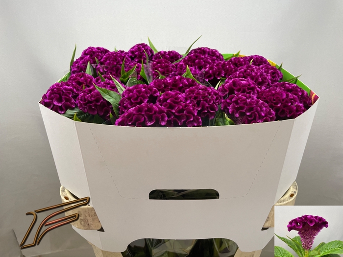 <h4>Celosia Mystic Freger</h4>
