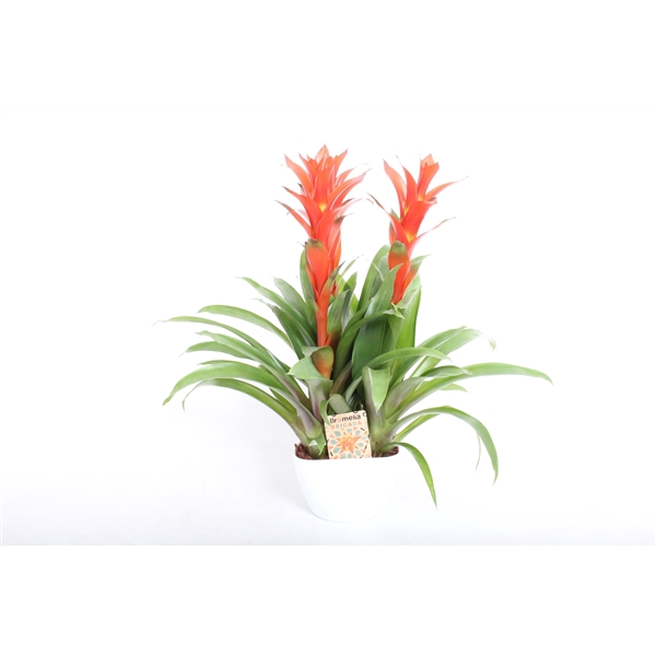 <h4>Guzmania 'Ostara'</h4>