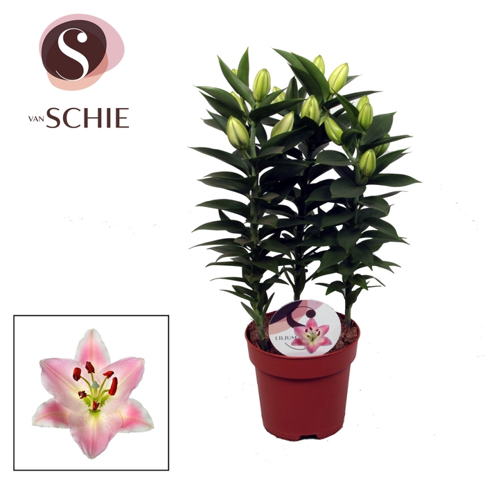 <h4>Lilium Souvenir 17cm</h4>