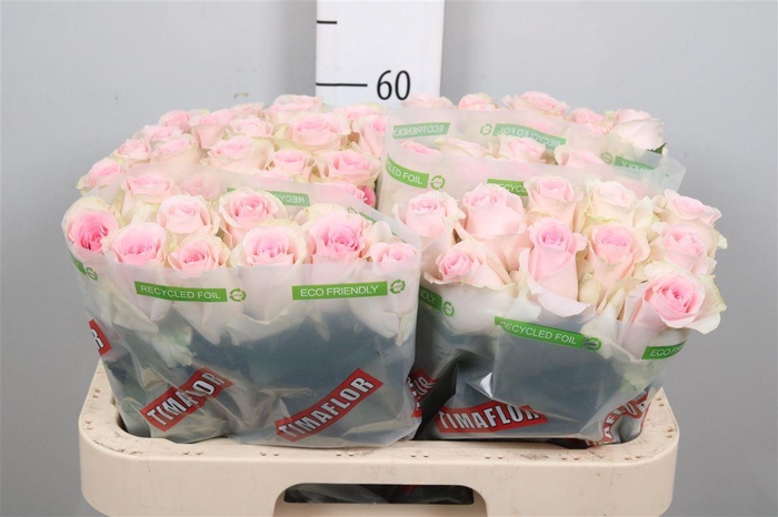 <h4>R Gr Revival Sweet</h4>