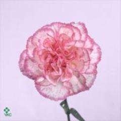 <h4>Anjer Komachi</h4>