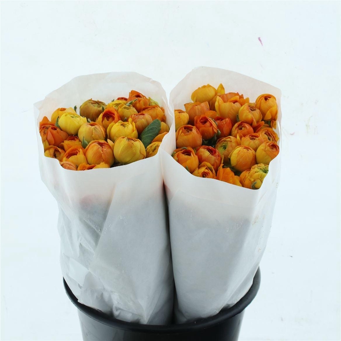 <h4>Ran El Light Orange ( White Paper )</h4>