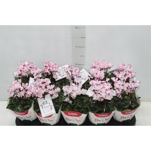 CYCLAMEN ABSOLU DE MOREL P11