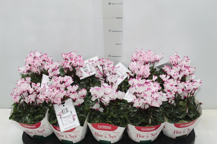 <h4>CYCLAMEN ABSOLU DE MOREL P11</h4>