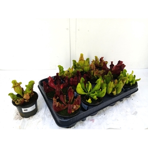 SARRACENIA OV