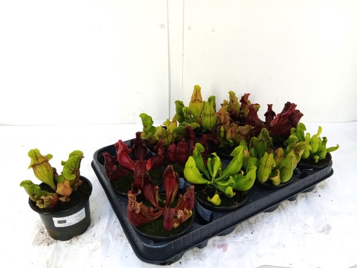 <h4>SARRACENIA OV</h4>
