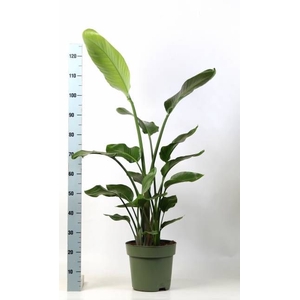 STRELITZIA NICOLAI