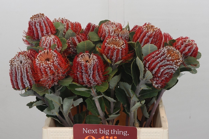 <h4>Banksia Coccinea</h4>