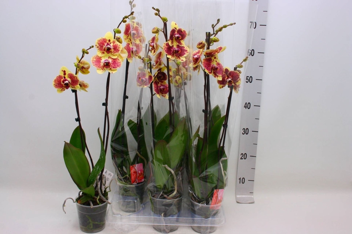 <h4>Phalaenopsis Exotic Punch</h4>