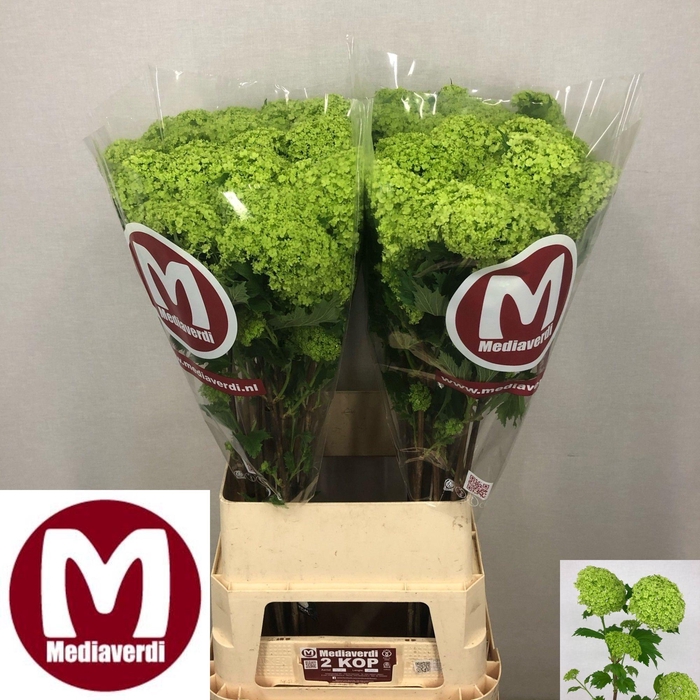 <h4>VIBURNUM ROSEUM ST</h4>