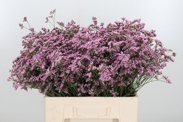 <h4>Lim Saf Oshi Pink</h4>