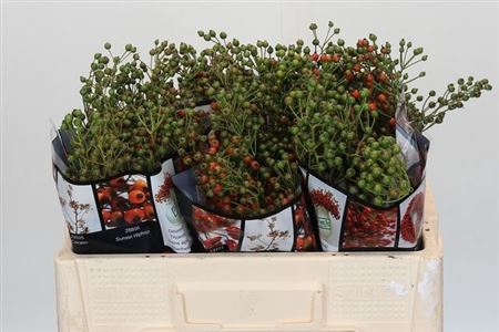 Rosa Aut Rosefruits