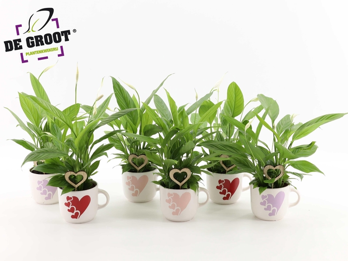 <h4>Spathiphyllum in hartjesmok met bijsteker</h4>