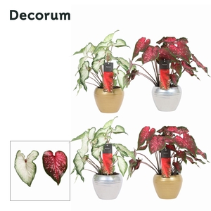 Caladium Mix in ompot Melanie KERST (Decorum)
