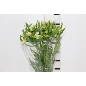ALSTROEMERIA AKEMI 080 CM