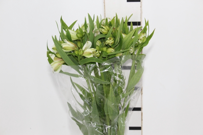 <h4>ALSTROEMERIA AKEMI 080 CM</h4>