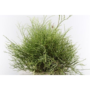 Vaccinium Huckleb Bs